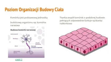 Ilustracja pokazuje, jak są zbudowane organizmy wielokomórkowe: komórkę nerwową i tkankę nabłonkową.