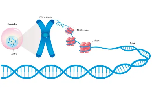 Organizacja DNA w jądrze komórkowym - Jak komórka zarządza genami?