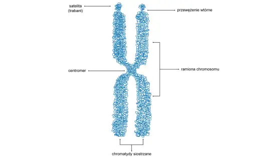 Budowa materiału genetycznego - Jak komórka mieści 2 metry DNA?