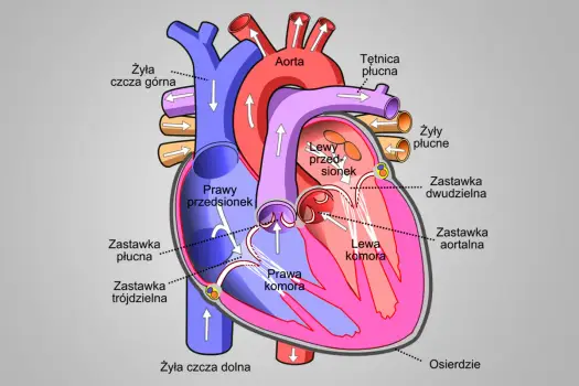 Budowa zewnętrzna serca - Jak ją zrozumieć i przestać się mylić?