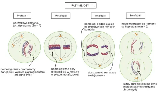 Anafaza w mitozie i mejozie - Jak bezbłędnie ją rozpoznać?