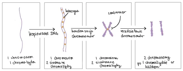 Czym jest gen i jak działa? - Różnice między DNA a chromosomem
