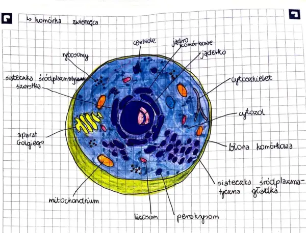 Organella komórkowe i ich funkcje - Jak zrozumieć je bez wkuwania?