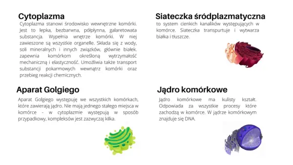 Schemat komórki zwierzęcej - Jak go szybko i poprawnie zapamiętać?