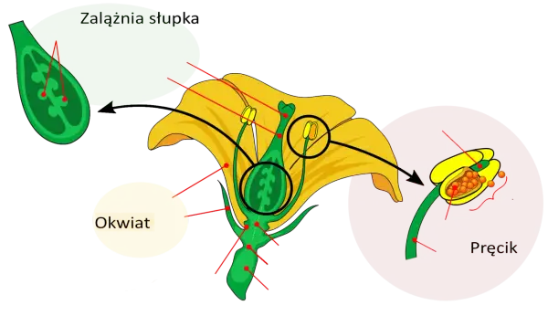 Podwójne zapłodnienie u roślin okrytozalążkowych - Na czym polega?