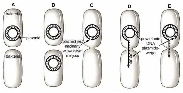 Koniugacja w biologii - Jak działa i dlaczego nie jest rozmnażaniem?