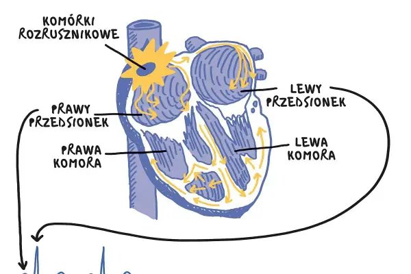 Jak pracuje serce - Zrozum cykl i dowiedz się, co naprawdę mówi puls