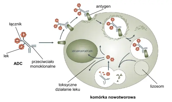Biologia rozszerzona - Jak łączyć fakty i unikać typowych błędów?