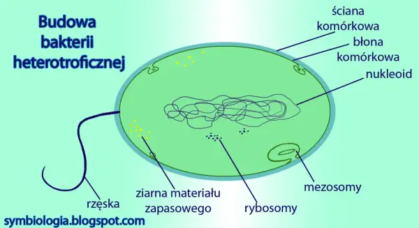 Budowa komórki bakterii heterotroficznej - Co decyduje o jej sukcesie?