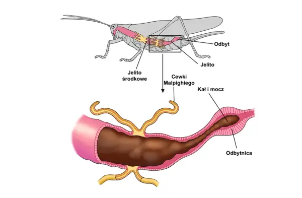 Stawonogi - jak zrozumieć ich budowę na biologię rozszerzoną?