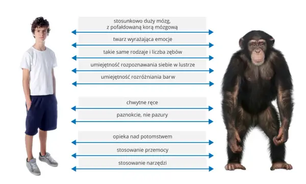 Systematyka człowieka - Dlaczego należymy do naczelnych?