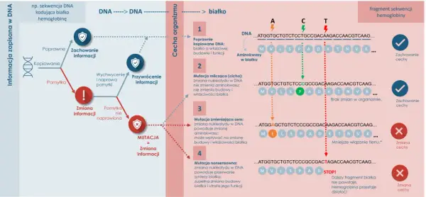 Biologia molekularna - Jak odczytać instrukcję działania komórki?