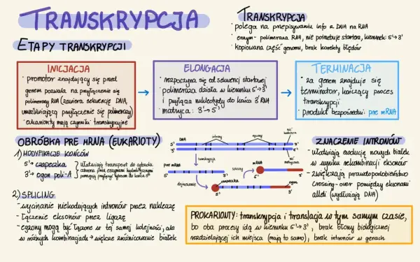 Gdzie zachodzi transkrypcja - Poznaj różnice i najczęstsze błędy