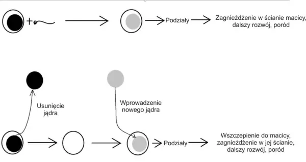 Komórka haploidalna i diploidalna - Jak ich już nigdy nie pomylić?