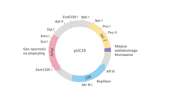 Wektor w biologii - Nośnik chorób czy DNA? Poznaj różnice