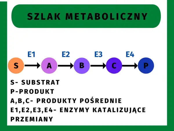 Szlaki metaboliczne - Jak je zrozumieć i odróżnić na sprawdzianie?