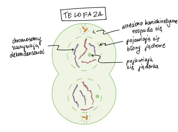 Mitoza krok po kroku - Jak zrozumieć fazy i uniknąć pomyłek?