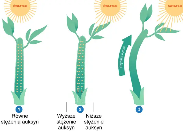 Fitohormony - Jak działają i co naprawdę steruje wzrostem roślin?