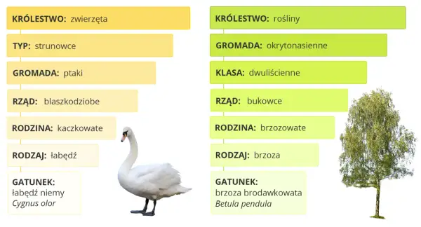 Między rodziną a gromadą - Jak nie pomylić rzędu w systematyce?