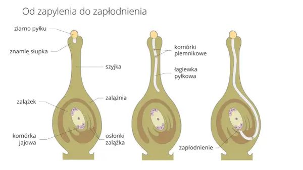 Budowa kwiatu roślin okrytonasiennych - Dlaczego to nie tylko ozdoba?