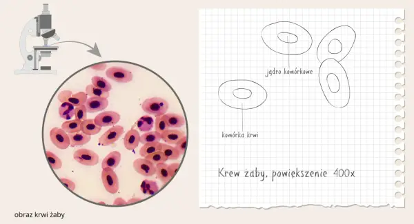 Przygotowanie preparatu mikroskopowego - Jak uzyskać ostry obraz?