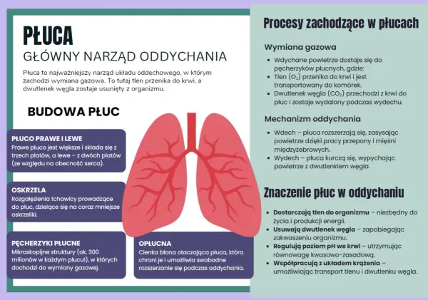 Jak oddychają ptaki - Dlaczego ich płuca są wydajniejsze od naszych?