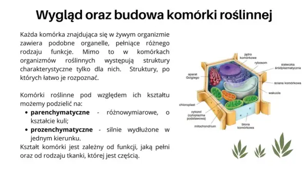 Budowa i rodzaje komórek - Jak je rozpoznać i czym się różnią?