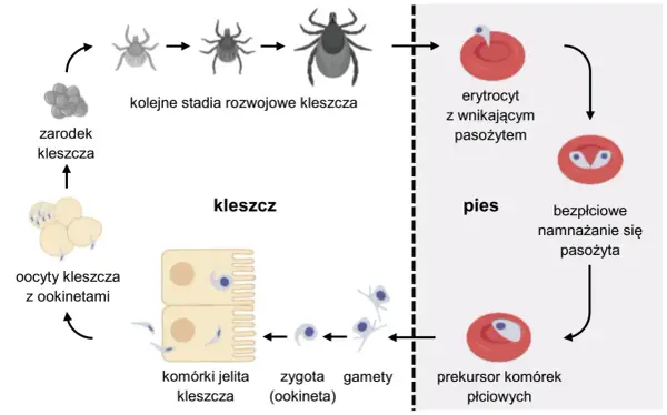 Cykle rozwojowe protistów - Jak zrozumieć logikę tych schematów?