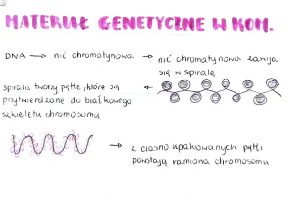 Organizacja materiału genetycznego - Jak zmieścić 2 metry DNA?