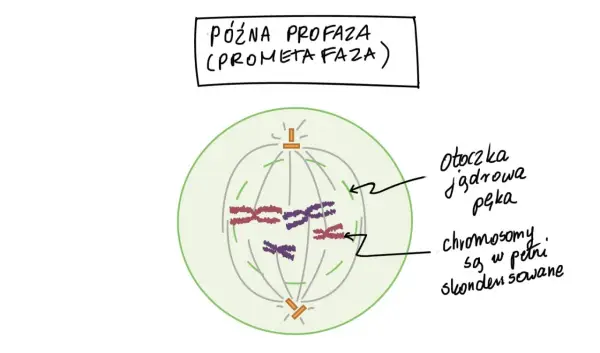 Mitoza i mejoza - Jak bezbłędnie odróżnić je na schemacie?