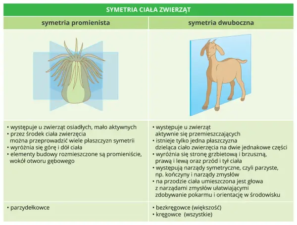 Podział zwierząt na grupy - Jak je rozróżnić bez wkuwania?