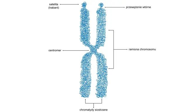 Schematyczny obraz budowy materiału genetycznego – chromosomu z zaznaczonym centromerem, ramionami, satelitą i przewężeniem wtórnym.