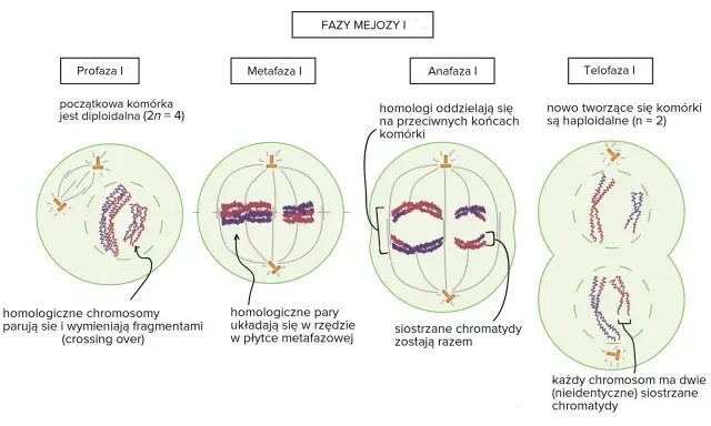 Anafaza I: homologiczne chromosomy rozdzielają się na przeciwne bieguny komórki. Siostrzane chromatydy pozostają razem.
