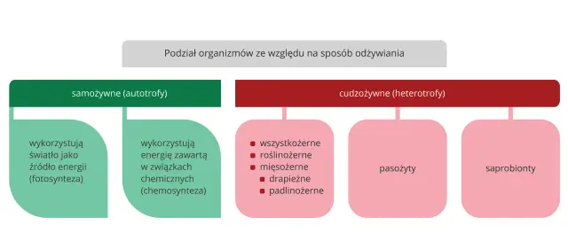 Schemat pokazuje, jak dzielimy organizmy: samożywne (autotrofy) i cudzożywne (heterotrofy), z podziałem na fotosyntezę, chemosyntezę, wszystkożerne, roślinożerne, mięsożerne, drapieżne, padlinożerne, pasożyty i saprobionty.