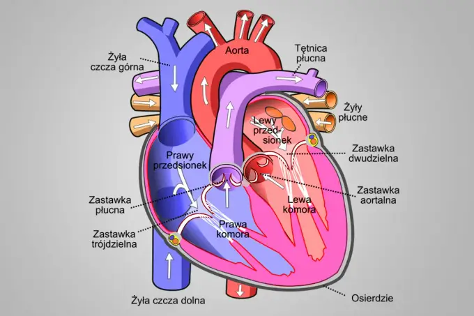 Budowa zewnętrzna serca - Jak ją zrozumieć i przestać się mylić?