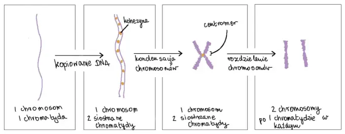Jak wygląda gen - Czym różni się od DNA i chromosomu?