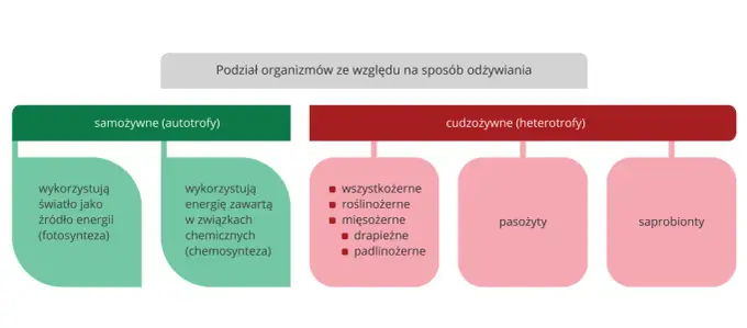 Podział organizmów - Jak zrozumieć systematykę bez wkuwania?