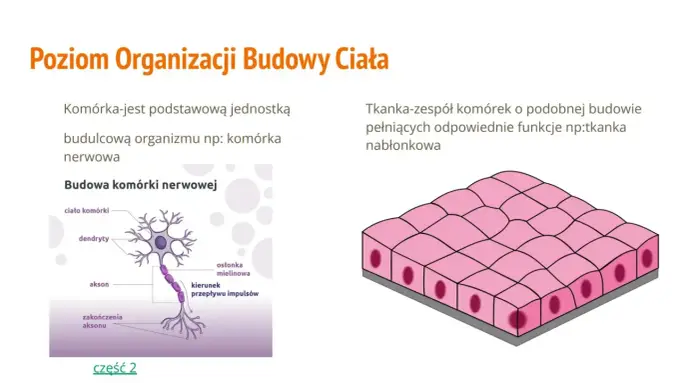 Budowa organizmów wielokomórkowych - Jak zrozumieć tę hierarchię?