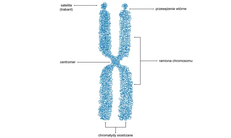 Budowa materiału genetycznego - Jak komórka mieści 2 metry DNA?