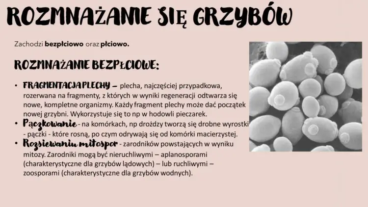 Grzyby na biologii rozszerzonej - Jak uniknąć najczęstszych błędów?