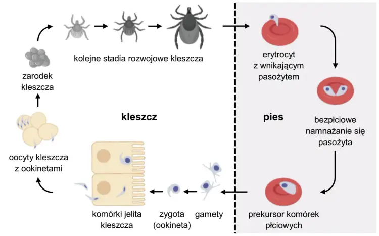 Cykle rozwojowe protistów - Jak zrozumieć logikę tych schematów?